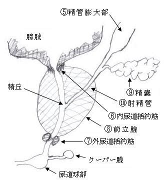 精嚢責め|精嚢のエロ動画 155件